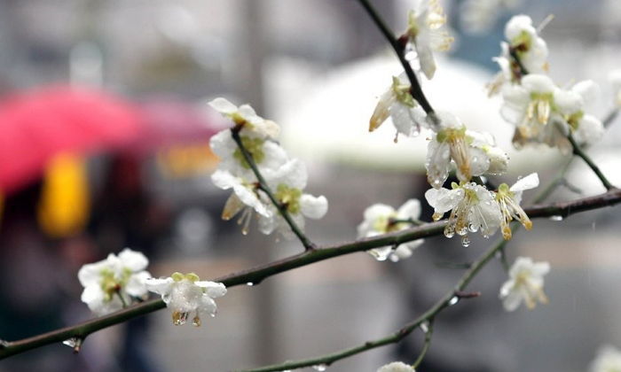 일요일(12일) 포근한 봄 날씨…중부지방에 촉촉한 ‘봄비’