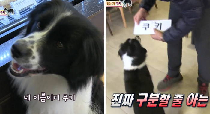 한글과 영어 단어 정확히 맞히는 전세계 1% ‘천재견’ 쿠키 (영상)