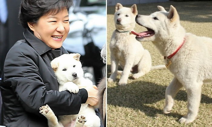 청와대에 남겨진 진돗개 9마리, 혈통보존 단체에 분양