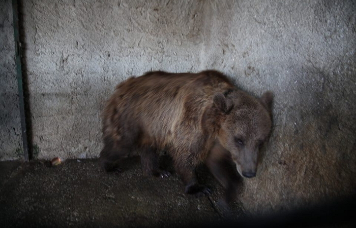 손님 끌어 모으려 곰에게 밥 대신 억지로 ‘맥주’ 먹인 식당 사장