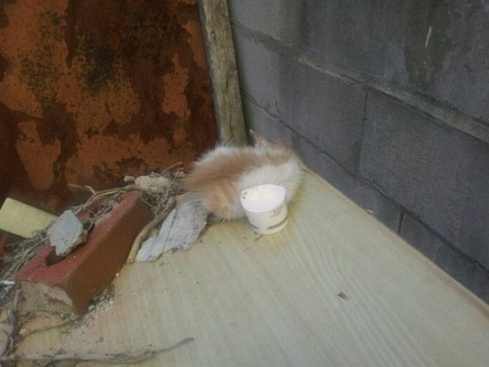 굶어 죽어가던 아기 길냥이에게 ‘새 주인’ 찾아준 남성