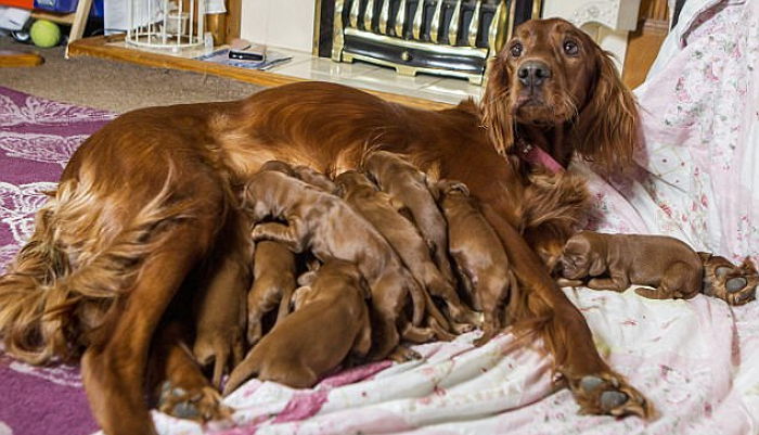 장시간 진통 끝에 무려 ‘15마리’ 새끼 낳은 엄마 멍멍이