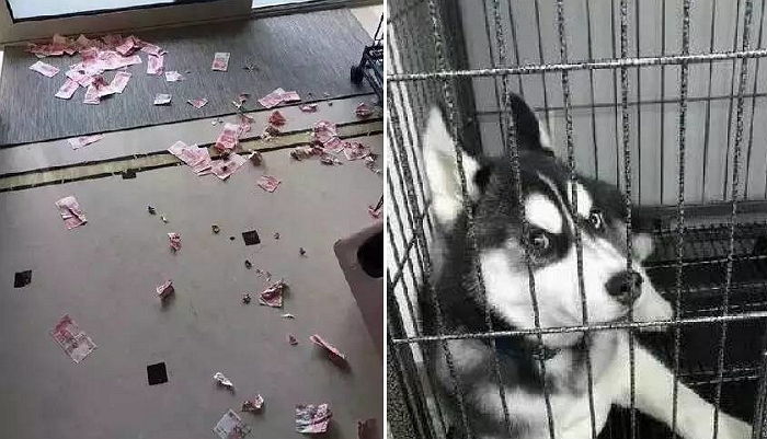 남편이 아내 몰래 숨긴 ‘비상금’ 찾아내 몽땅 찢어버린 멍멍이