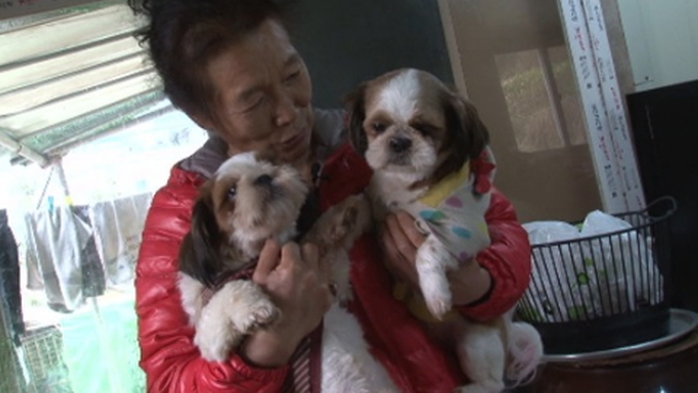 식당일 하며 유기견 140마리 돌보는 어느 60대 부부의 사연