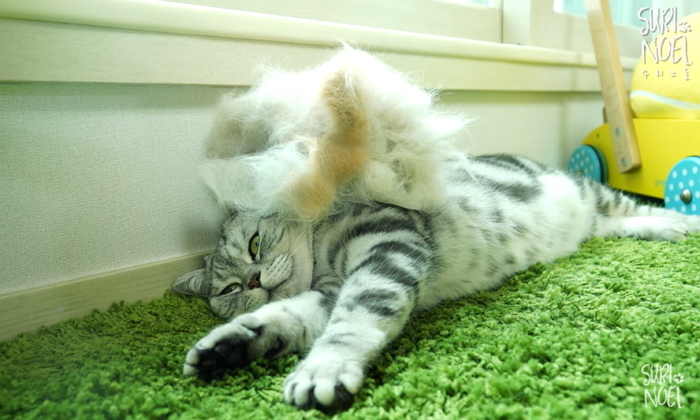 고양이 키우고 싶은 ‘예비 집사’라면 꼭 봐야 하는 영상