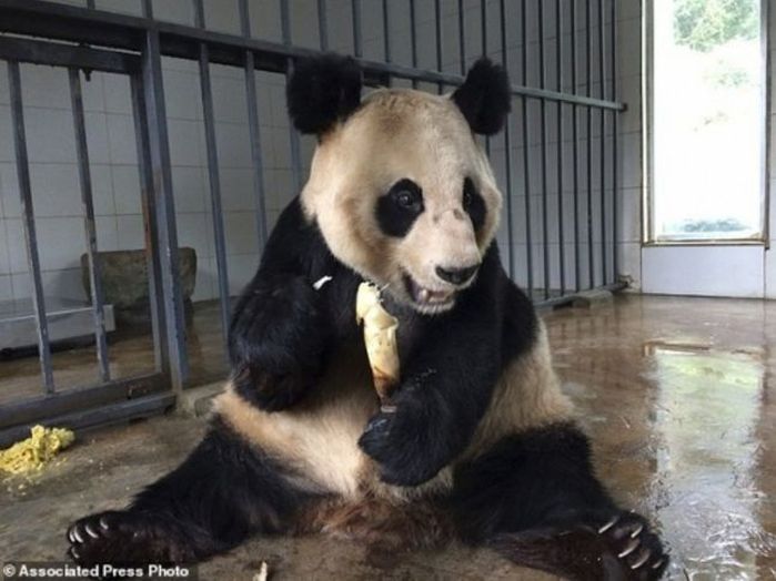 중국에 있다는 ‘고령 판다’ 위한 최고급 ‘실버타운’