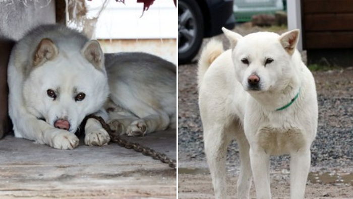 슬픈 눈으로 팽목항 떠나는 세월호 가족 바라보는 팽이·목이