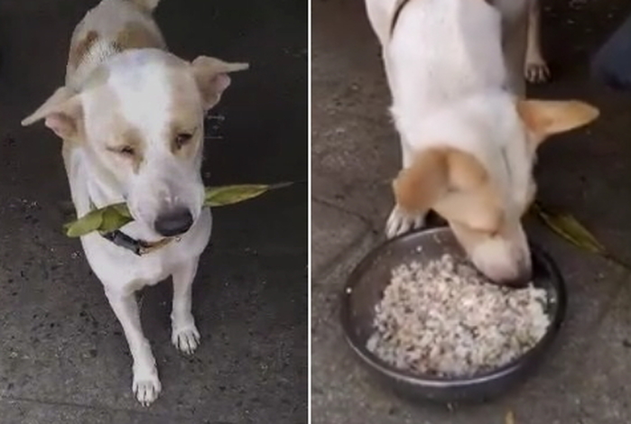 매일 끼니 챙겨준 여성에게 유기견이 준비한 선물 (영상)