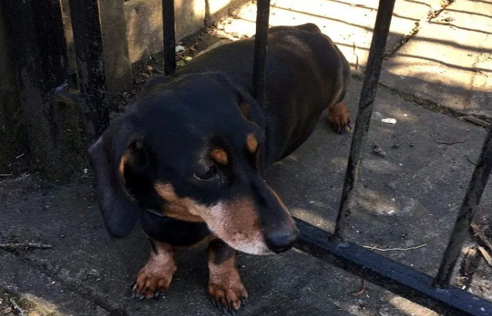 “점심을 너무 먹었나”…토실토실 몸매 깜빡한 닥스훈트의 최후