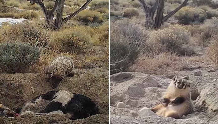 오소리가 죽은 송아지를 5일 동안 땅에 묻어준 충격적 이유 (영상)