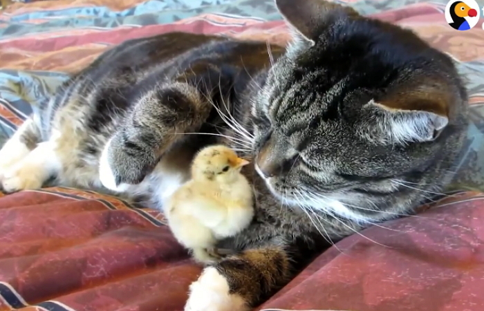 부모 잃은 병아리 자식처럼 돌보는 엄마 야옹이 (영상)