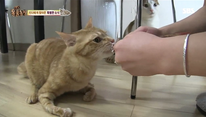 치타 품 떠나 새로운 가족 만난 장애 고양이 ‘지나’