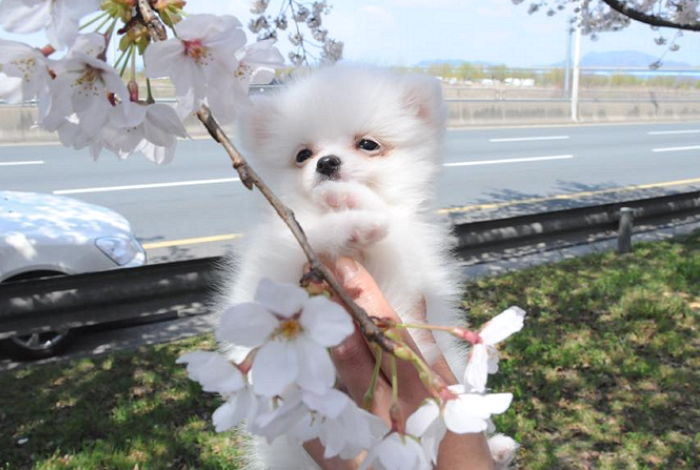 난생 처음 벚꽃축제에 놀러간 ‘벚꽃 멍멍이’의 꽃미소