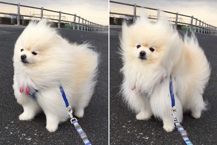 바람 가르며 산책하다 굴욕 당한 멍멍이 요즘 근황