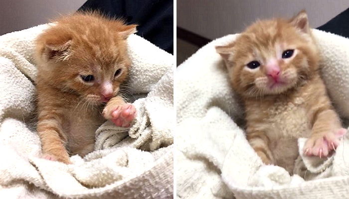 목숨 구해준 은인에게 ‘꾹꾹이’ 애교부리는 아기 고양이 (영상)