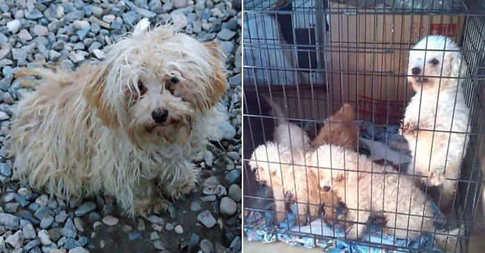 못 짖게 하려고 불법 ‘성대 제거 수술’한 강아지 공장 주인