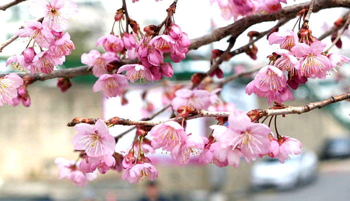 “전국에 봄이 찾아왔어요”…서울 낮 최고 22도