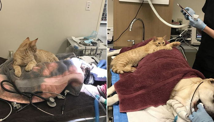 “멍멍아 힘내” 수술받는 동물 옆에서 위로하는 고양이 간호사