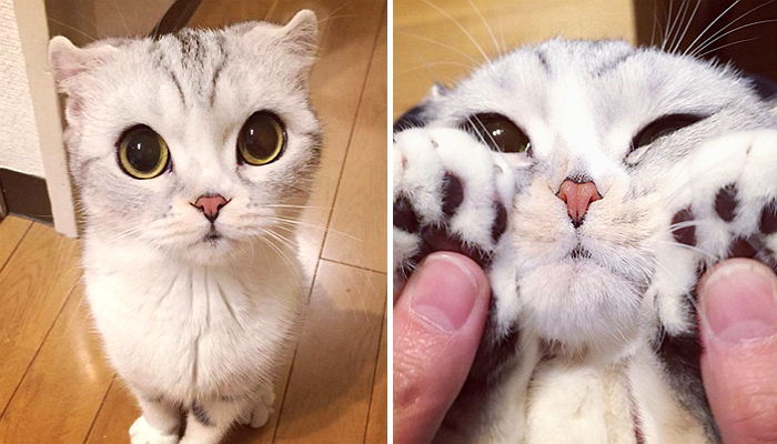 숨 막히는 귀여움으로 일본 뒤흔든 실사판 ‘장화신은 고양이’ (사진)