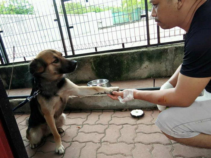 자신 떠나려는 주인에게 가지 말라며 손 내미는 강아지