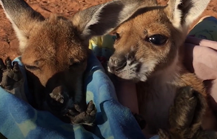 엄마의 따뜻한 주머니 속이 그리웠던 아기 캥거루 형제 (영상)