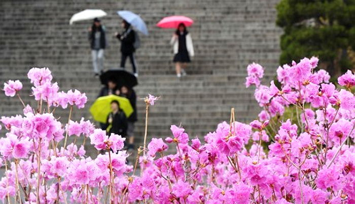 식목일인 내일(5일) 전국에 봄비 내린다