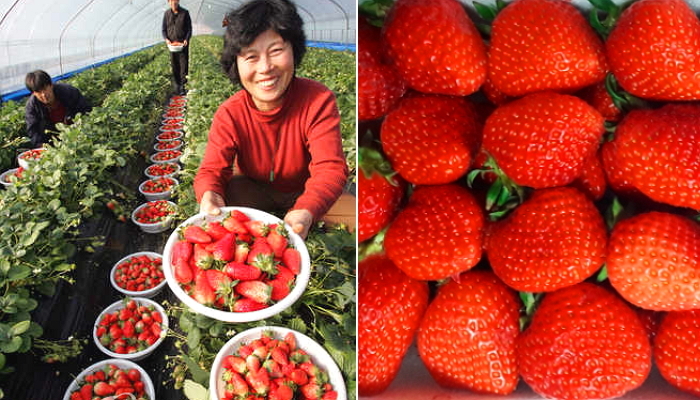 ‘한국 최고의 딸기’ 맛볼 수 있는 ‘논산 딸기축제’ 개막