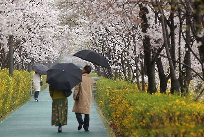식목일인 오늘(5일) 전국에 촉촉한 ‘봄비’ 내린다