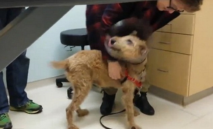 ‘시각 장애’ 강아지가 수술 후 처음 주인을 본 사랑스런 반응 (영상)