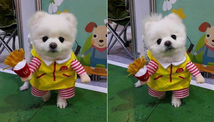 “감자튀김 드실래예?” 맥도날드 유니폼 입은 ‘멍무룩’ 달리