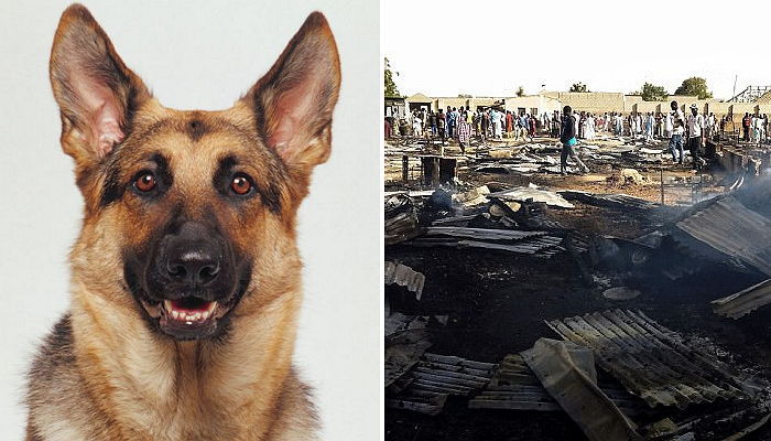 결혼식장 향하던 ‘자살폭탄 테러범’ 잡아 시민 살린 영웅견