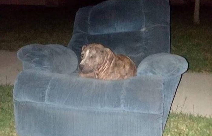 강아지는 자신을 ‘학대’하고 버린 주인을 하염없이 기다렸다