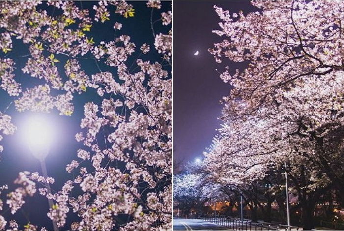 “서울에도 봄이 왔어요”…다음주 분홍빛 벚꽃 만발한다