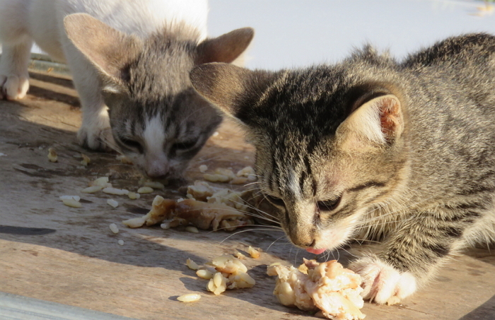 성남시 공원에 길냥이 위한 ‘급식소’ 20개 생긴다