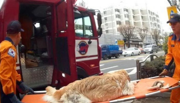 뺑소니 당해 쓰러진 골든 리트리버 구조하는 소방대원들