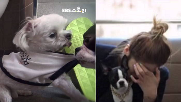 새로 입양한 반려견의 늙은 반려견 학대 영상을 본 주인 (영상)