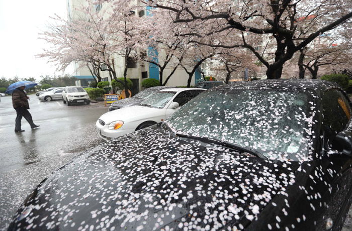 화요일(11일) 전국 흐리고 ‘봄비’ 내린다…최대 40mm