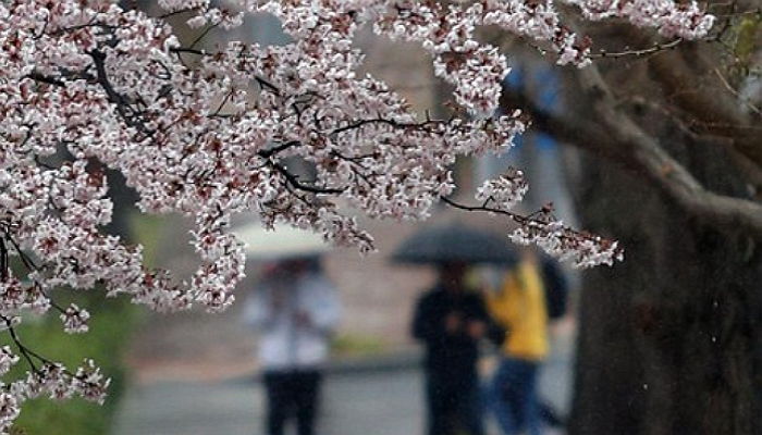 오늘(11일) 오전까지 ‘봄비’ 소식···“우산 챙기세요”