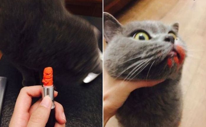 엄마 화장품에 몰래 손을 댄 냥이의 최후