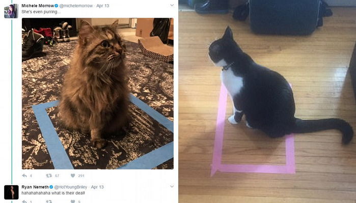 고양이들이 ‘사각형 테이프’ 안에만 앉는 이유