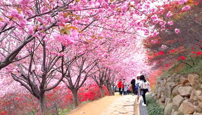아직도 만개한 왕벚꽃 볼 수 있는 ‘전주 꽃동산’ (영상)