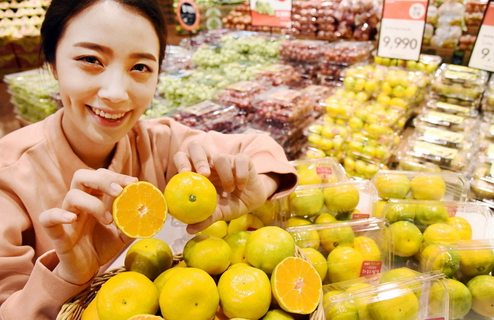 홈플러스, 당도 높고 신맛 적은 ‘하우스 밀감’ 첫 출시