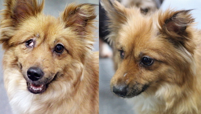 화풀이 대상으로 군인들에게 학대당해 오른쪽 눈 잃은 쫑이