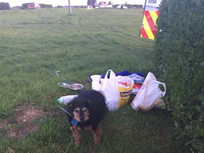 “난 이 개가 필요없어요”···노견과 함께 주인이 버리고 간 편지