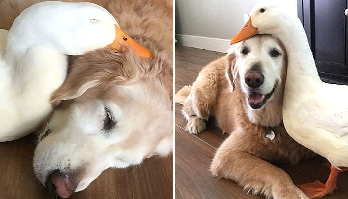 투닥투닥 싸우면서도 한시도 떨어지지 않는 리트리버와 오리