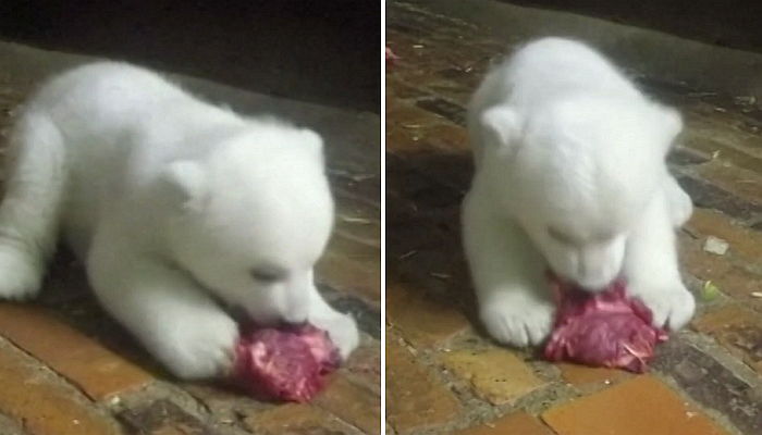 태어나 처음 먹어본 날고기에 무아지경 ‘먹방’ 선보인 아기곰 (영상)