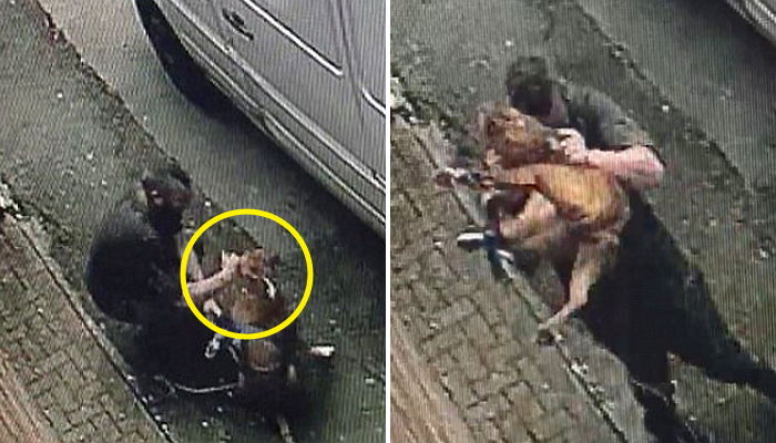 주인에게 끔찍한 학대 당하고도 찍 소리 한 번 내지 못한 강아지