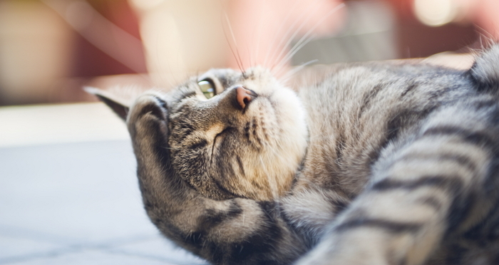 고양이가 집사를 사랑할 때 보여주는 귀여운 애정표현 6