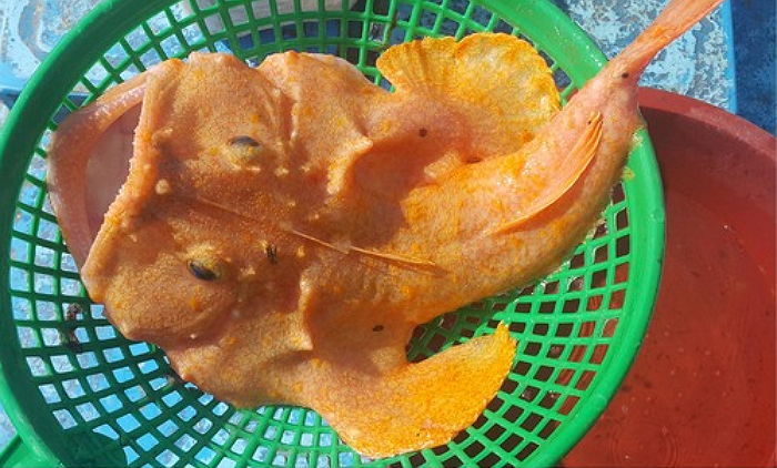 ‘황금색 알비노’ 희귀 황아귀, 국내 최초 발견