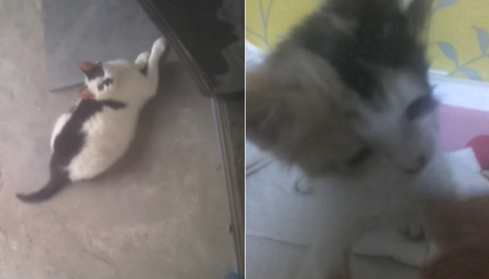 임신한 길고양이에 간택당해 결국 집사 된 남성 (영상)